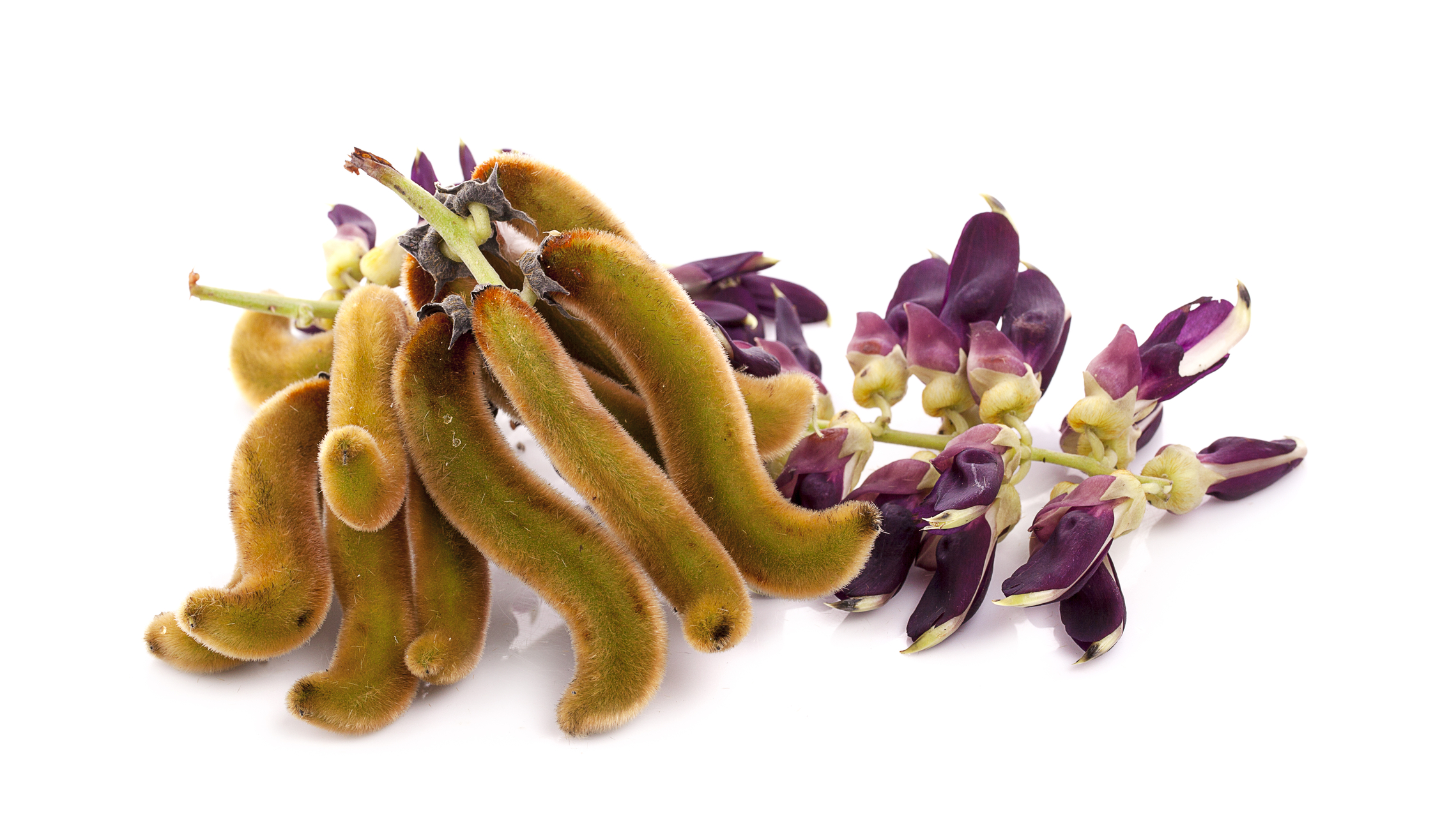 The Magic Velvet Bean of Mucuna pruriens
