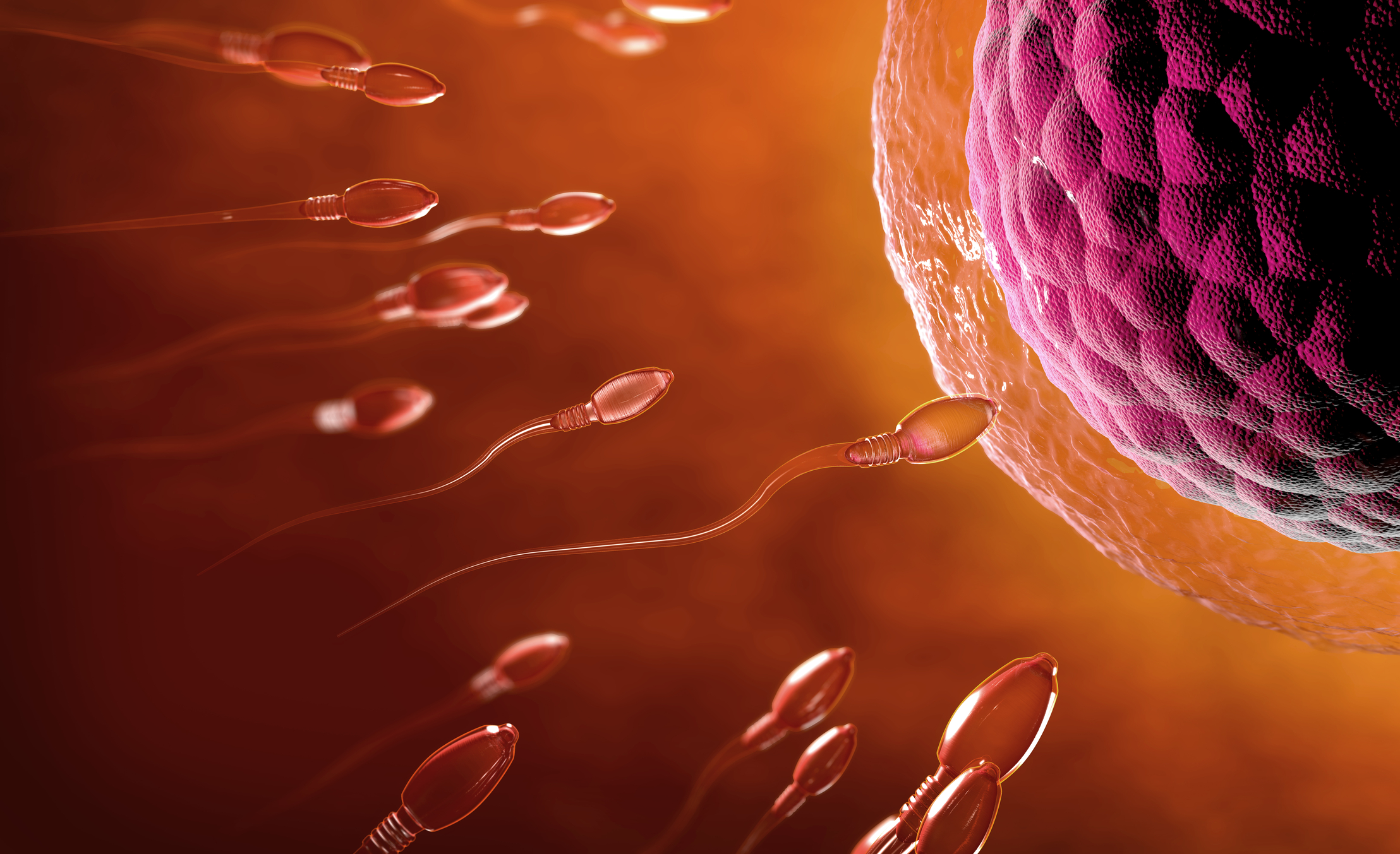 Mucuna pruriens Reduces Stress and Improves the Quality of Semen in Infertile Men