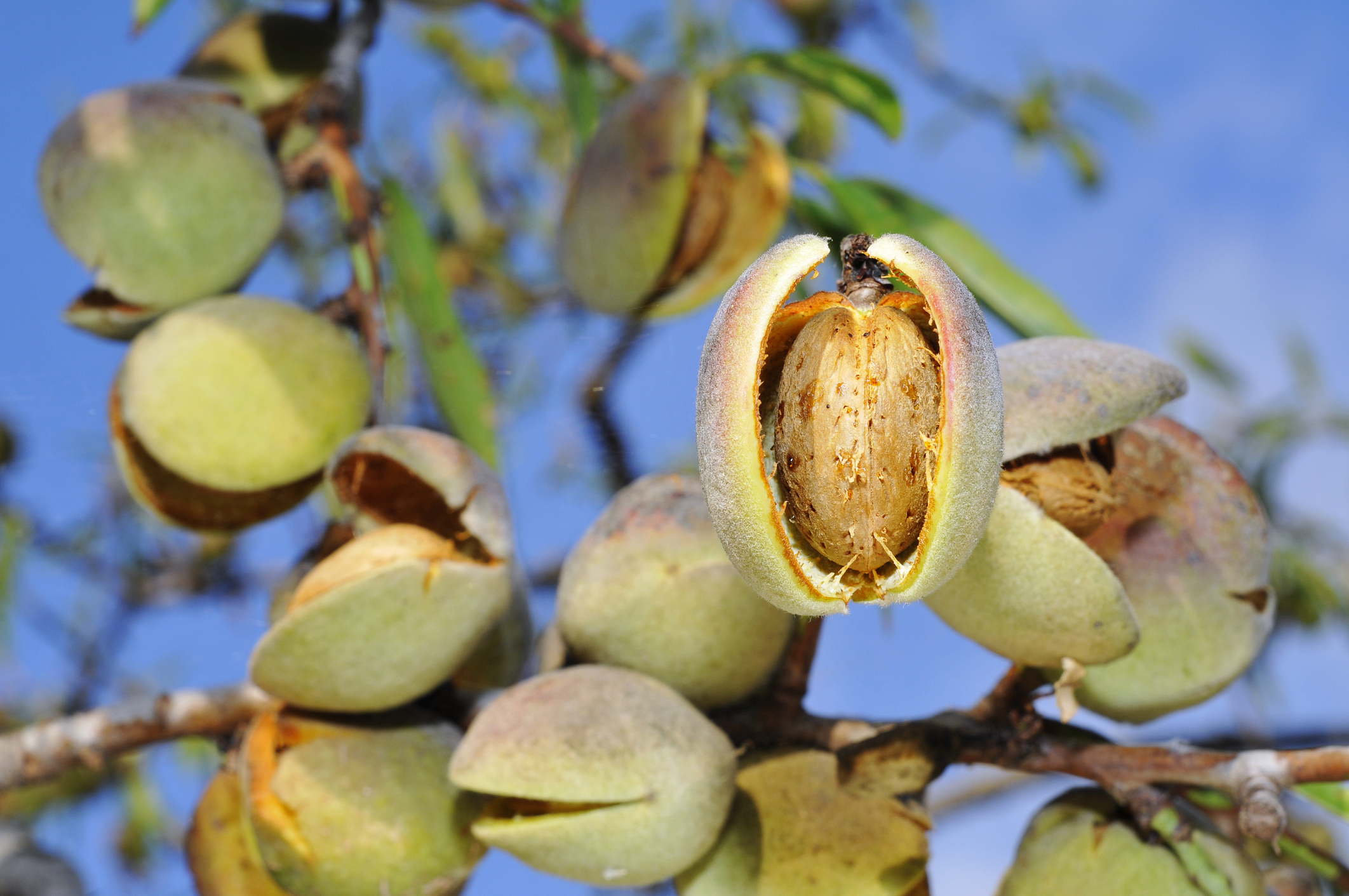 Almonds