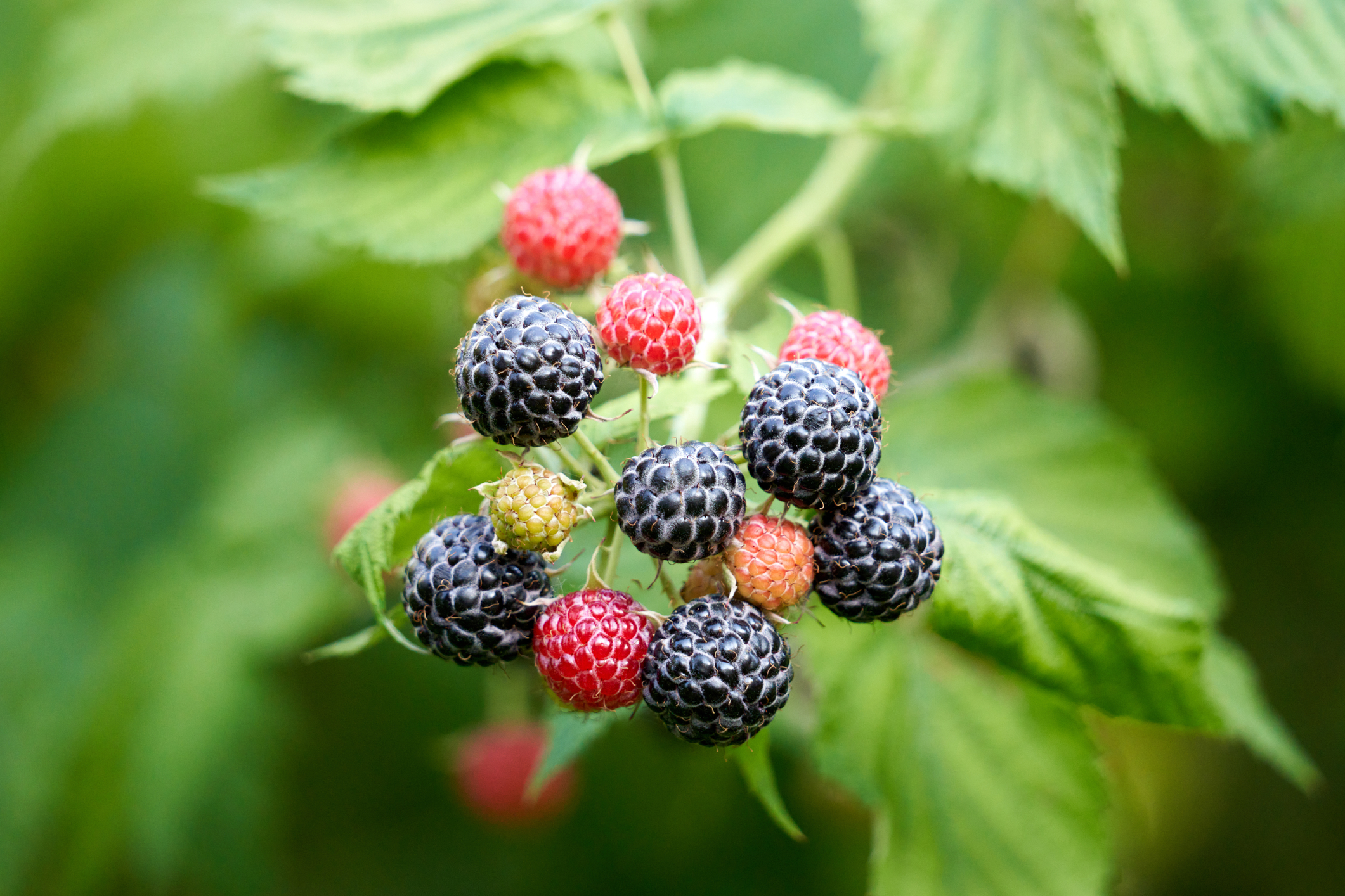 Black and Red Raspberries