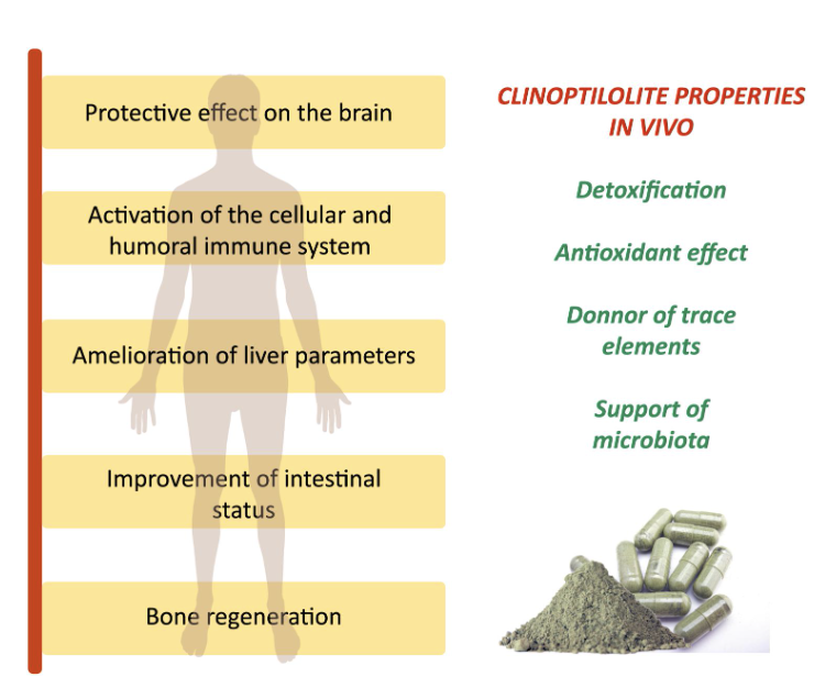 Critical Review on Zeolite Clinoptilolite Safety and Medical Applications in vivo