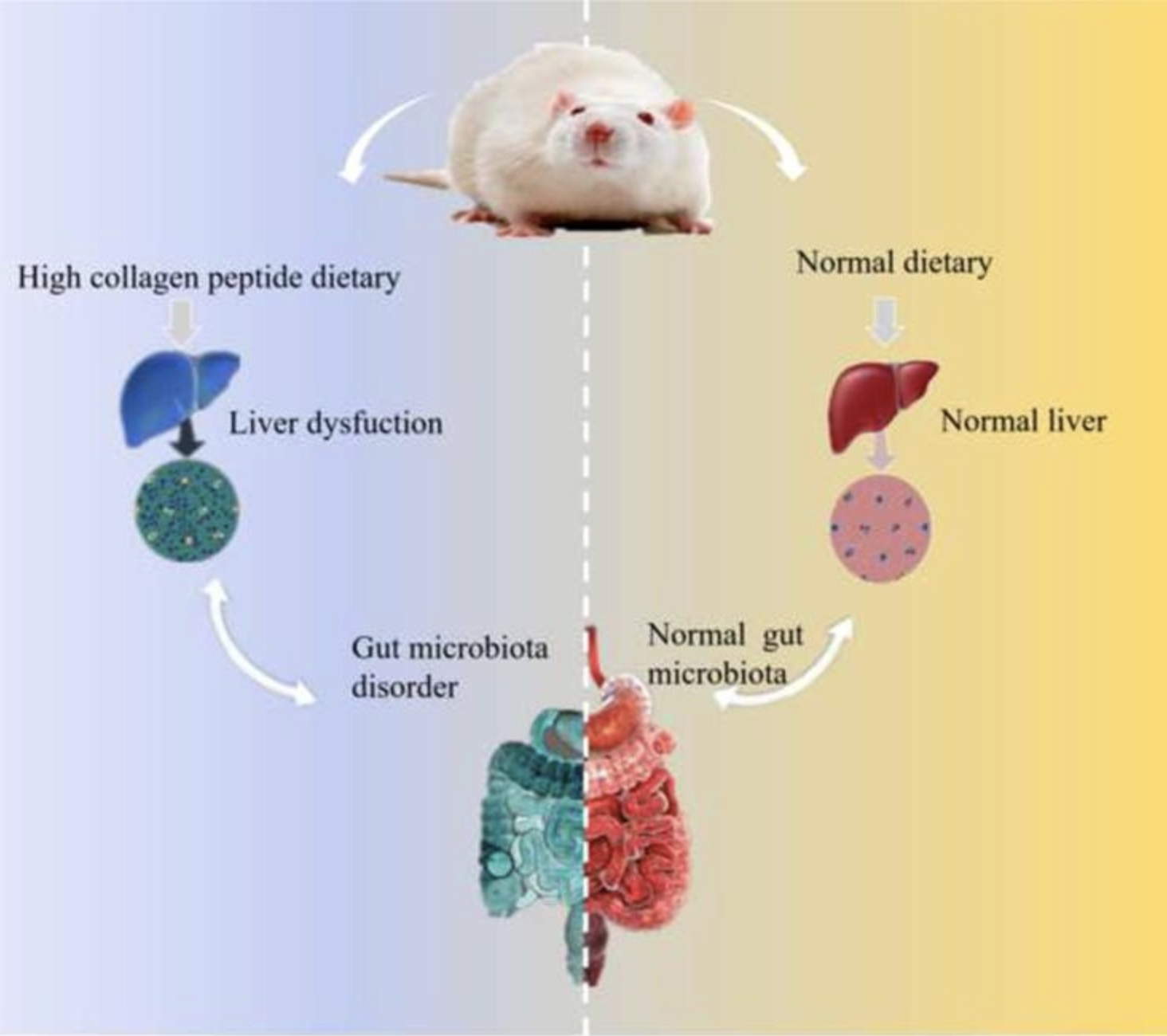 Effect of a high-collagen peptide diet on the gut microbiota and short-chain fatty acid metabolism