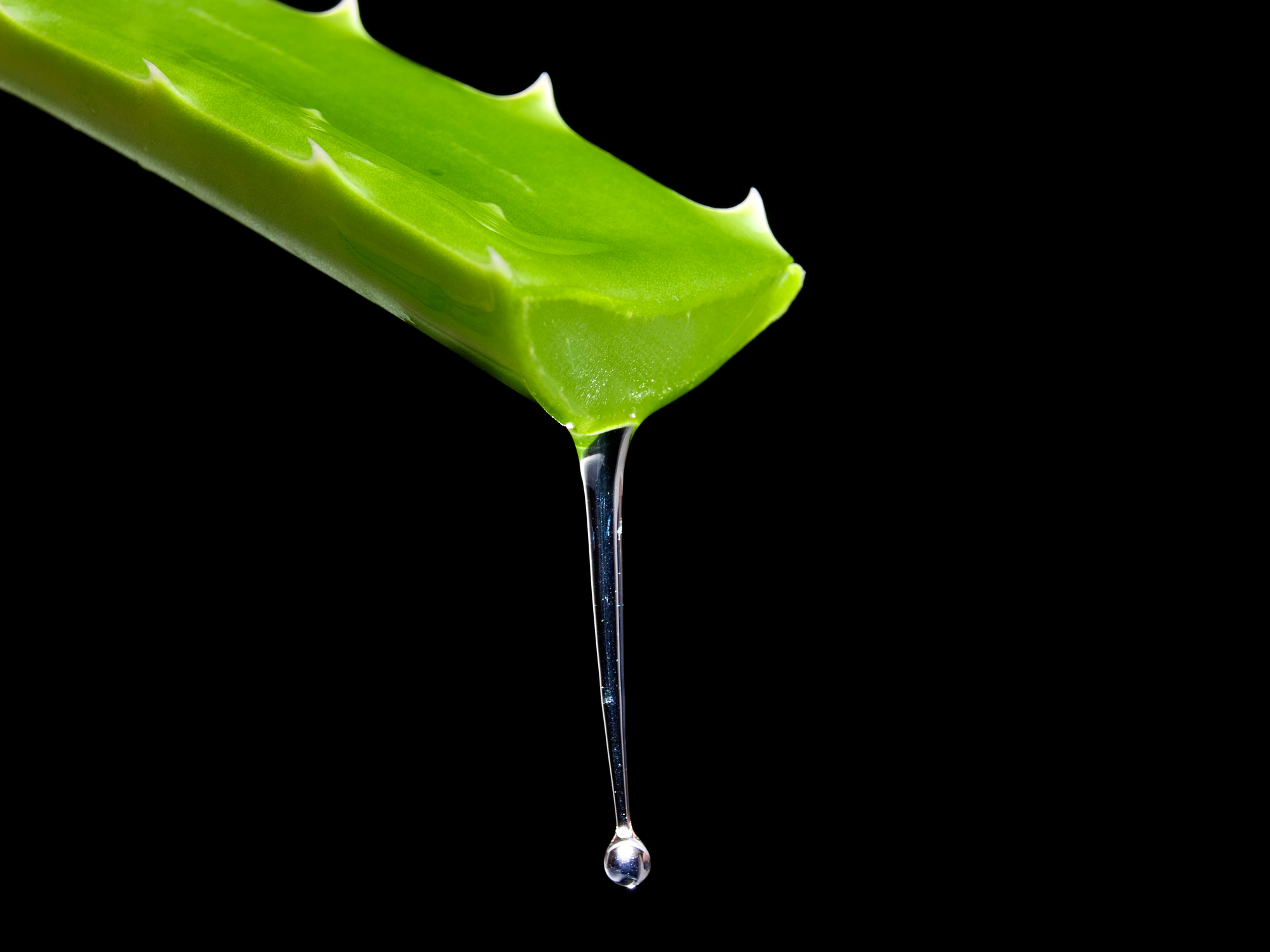 Aloe vera